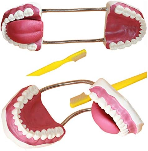 Модел на човечки заби Орална стоматолошка нега модел за четкање модел за обука на орална здравствена заштита