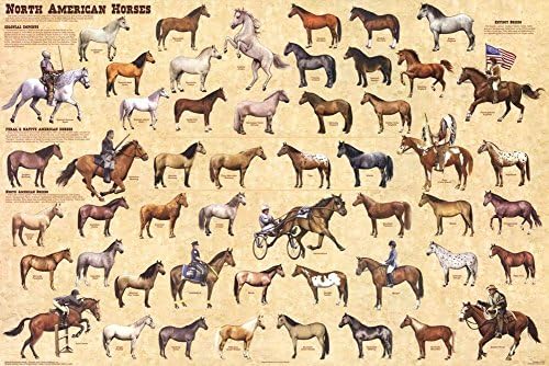 Северноамерикански коњи ламинирана едукативна референца за печатење на коњски постери 24х36