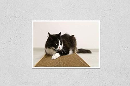 Квикмедија Постер Репродукција На Смешни Разиграни Крзнени мачки со луд Изглед. Црно-Бела мачка Лежи на Картонска гребнатинка со Мирис на Коча