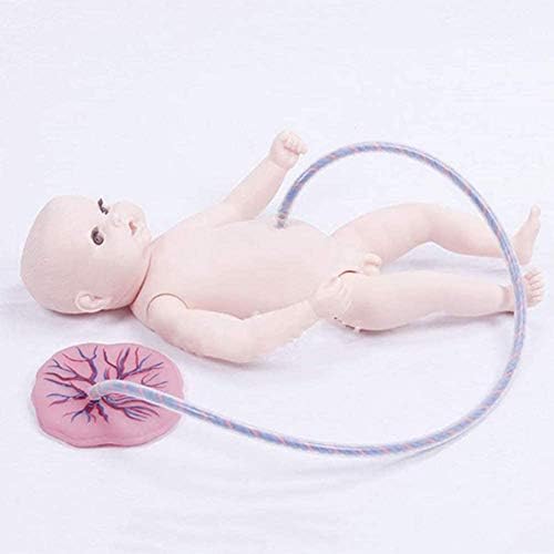 Gaofan новороденчиња од папочна врвца плацента медицинска сестра модел на кукли за предавање, манекенки за обука на медицинска сестра, дисплеј