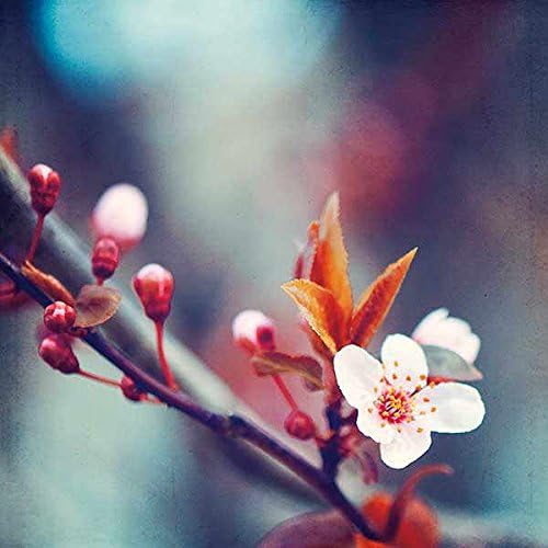 Палета на природата Каролин Кохран цвет цветна фотографија гроздобер