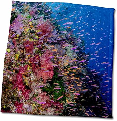 3drose Данита Делимонт - Рифс - Фиџи. Риф со корали и Антија. - крпи