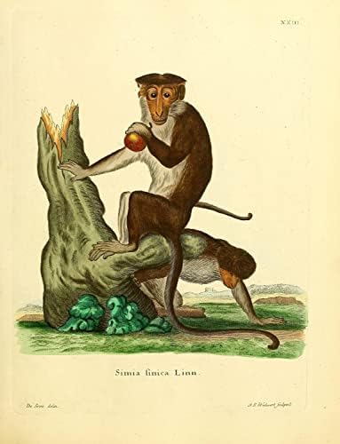 Toque Macaque Primate Monkey Vintage Wildlife Classroom Office Decor Decor Zoology Antique Illustration Print Print Pent