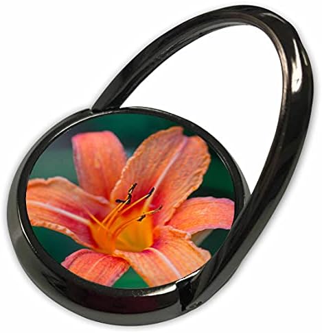 3drose Elegant Lily цвет од портокалова боја против темно зелена боја. - Телефонски ringsвони