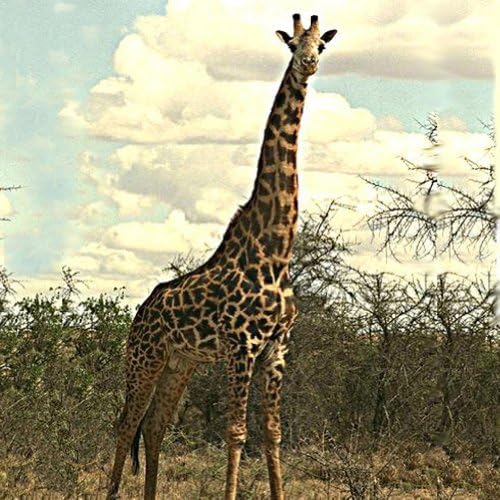 3drose диви животни - жирафа - измиена тексас торба 14W x 14H x 3D