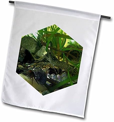 3drose 2022 Дилан Сеиболд - Фотографија - Фотографија на ракчиња од аквариум - знамиња
