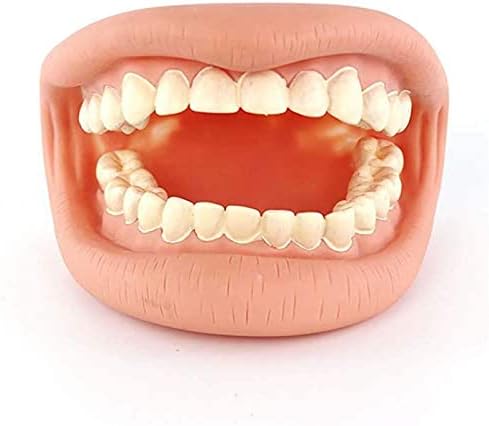 PSVOD наставен модел, Модел за демонстрација на заби, стоматолошки учење студија Детска детска заби на непцата Стандарден модел