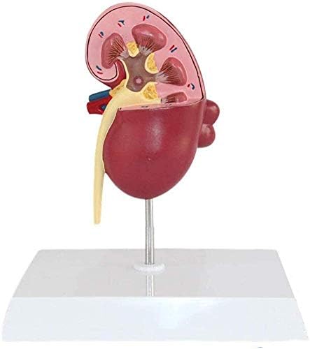 Model Model Model, Human Butnessage Model Anatomical Stone Organ Teaching обезбедува анатомија заболена патолошка животна големина 0827 анатомија