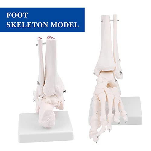 Модел на скелетот на нозе Asintod, прикажувајќи ги фибулата, тибија, тарсус, метатарзал и фаланги на десното стапало, целосно артикулирани со