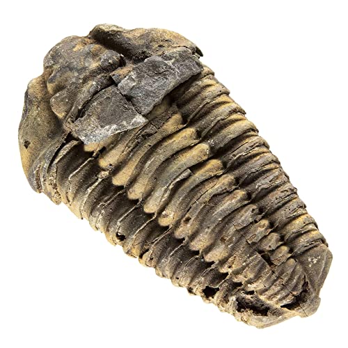 Калифано автентичен голем артропод калимен трилобит фосил од Мароко - морски трилобита/калимен за фосилни колекции и цели на образование