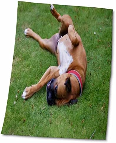 3drose Флорен куче - кучиња што се превртуваат во игра - крпи