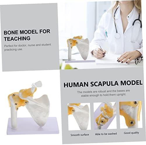 Ultechnovo 1pc модел на рамената на рамената манекенска скапула модел за учење на ПВЦ човечко тело