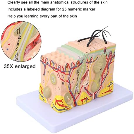 Модел на кожата Asixxsix, 35x зголемен анатомски модел на кожата 3D слоеви на кожата Анатомија модел на човечка структура на кожата Анатомски