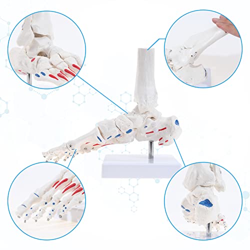 Скумод модел на скелети за човечки стапала, модел на коска со големина на живот со тибија и фибула, модел на скелети со големина на стапало, целосно