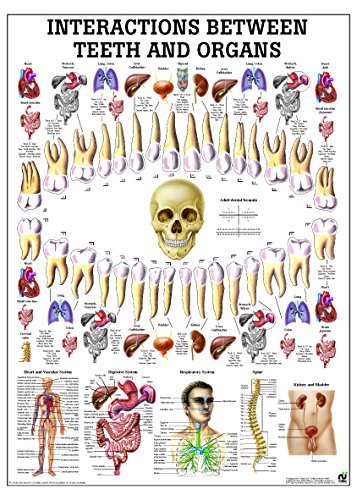 Корелација помеѓу забите и органите ламинирана табела за анатомија