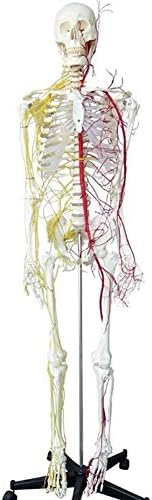 WLKQ 170 cm Човечки скелет Анатомски модел - Големина на живот - Модел на анатомија на телото - модел на човечки анатомски скелети со нерви и модел