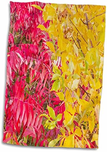 3Drose USA, округот Огл, Илиноис, есенски бои на жолта и црвена - крпи