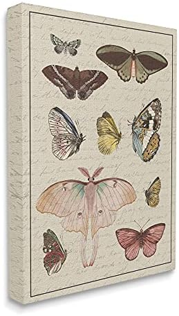 Студија за гроздобер молци и пеперутка крило, дизајнирана од daphne polselli платно wallидна уметност, 24 x 30, мулти-боја