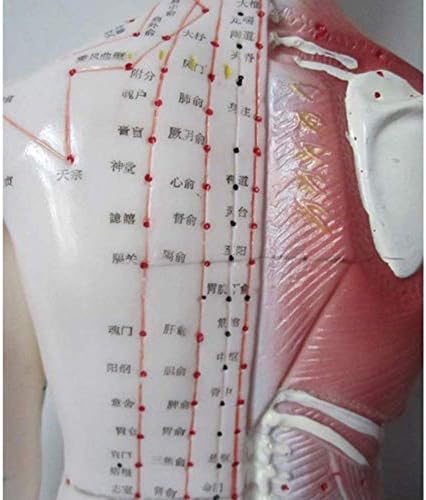 Професионална Медицинска Анатомија Модел На Човечка Акупунктура Меридијан Акупунктура Поени Половина Кожа Половина Мускул Човечки