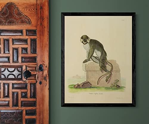 Moustached Guenon Primate Monkey Vintage Wildlife Classroom Office Decor Decor Zoology Antique Illustricat