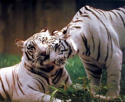 Пар бел бел бенгал тигар wallиден декор диви животни по постер за печатење на животни