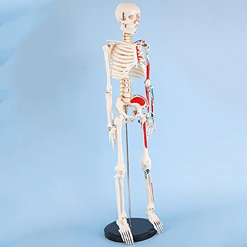 Примерен Човечки Скелетен Модел, 85 см Половина Од Моделот За Планирање На Почетната И Крајната Точка На Мускулите, Екстремитетите Може Да