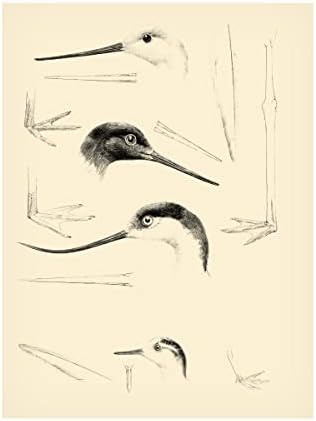 Трговска марка ликовна уметност 'Waterbird Sketchbook v' Canvas Art by Vision Studio