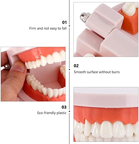 Fomiyes 1pcs модели за настава за стоматолошки модел на стоматолошки модел на стоматолошки модел Стоматолошки модел четкање на вежбање на заби