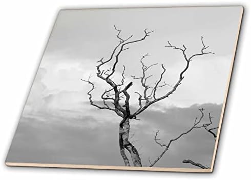 3дроза Слика На Гранките На Дрвјата Посегнуваат По Небото Во Црно-Бели Фото-Плочки