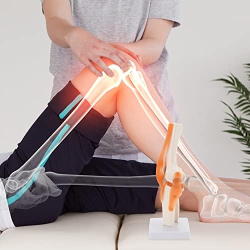Хингонс Анатомски медицински модел на лигамент на коленото, флексибилен 1: 1 Научен живот на човекот на коленото, алатка за