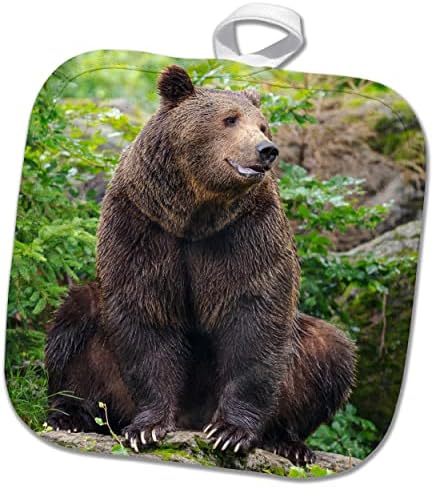 3drose Евроазиска кафеава мечка Баварска шума, куќиште, Германија - Потолдерс