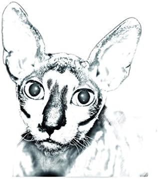 Уметност Куче Оод. Корниш Рекс, Овален Надгробен Споменик Од Керамичка Плочка со Слика на мачка