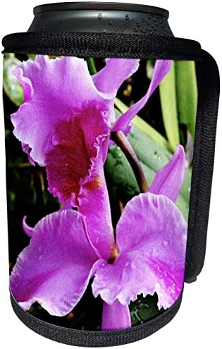 3drose-Whiteoaks Фотографија И Уметност - Орхидеи Цвеќиња-Убава фенси ливче виолетова орхидеи цвет - Може Поладно Шише Заврши