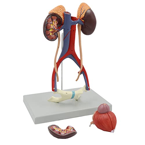 Модел на човечки уринарен систем, машки репродуктивен уринарен карличен систем модел, модел на анатомија на човечки органи за учење