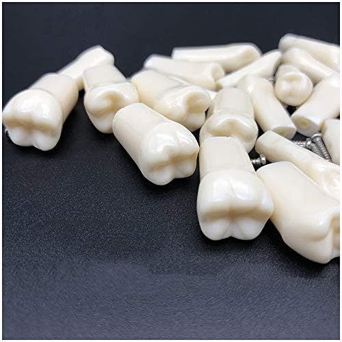 KH66ZKY Стоматологија Заби Подготовка Симулација Орален Заб Изолирани Модел 32 Парчиња Стандарден Модел На Заби За Смола Заби Пракса Пациентот