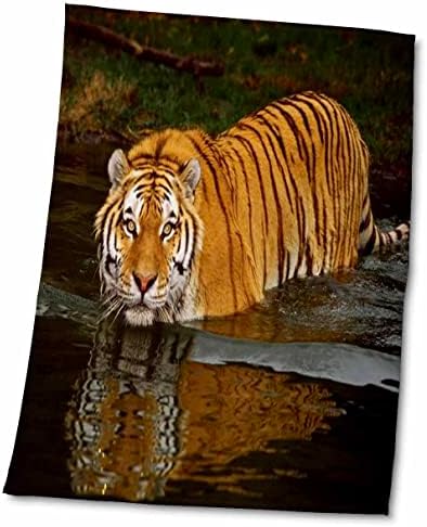 3дорозни животни од Флорен - убава фотографија на тигар што влегува во водата.jpg - крпи
