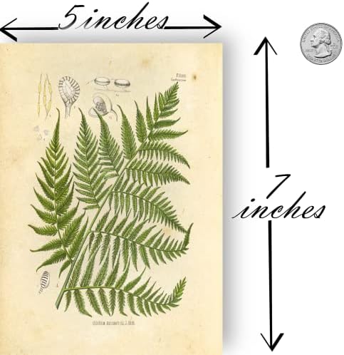 Ink Inc. Гроздобер ботанички отпечатоци | Комплет за колаж на шумски растенија шума од диви цвеќиња печурки wallидна уметност | Декор