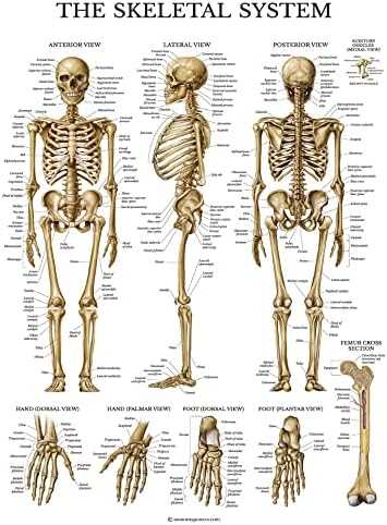 Палас учење 3 пакет - Периодична табела на елементите Постер [Бела] + Мускулна и скелетна системска табела за анатомија