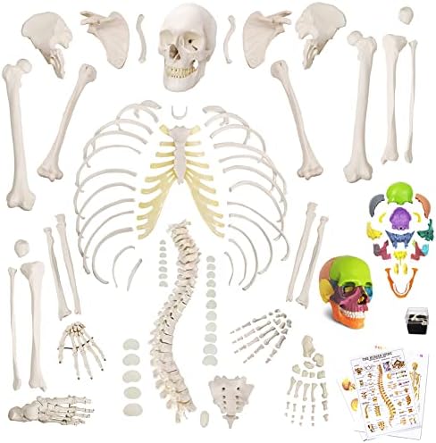 Нов хоризонт човечки модел на скелет за анатомија 67 „Висок со структури на коски од 200+, научен дисифициран човечки модел на