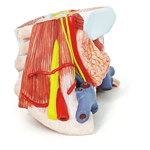 Евотех, анатомски модел на човечки врат, модел на анатомија со големина на вратот со големина на живот, кој покажува артерии, вени, мускули и коски со база и шарен пр?