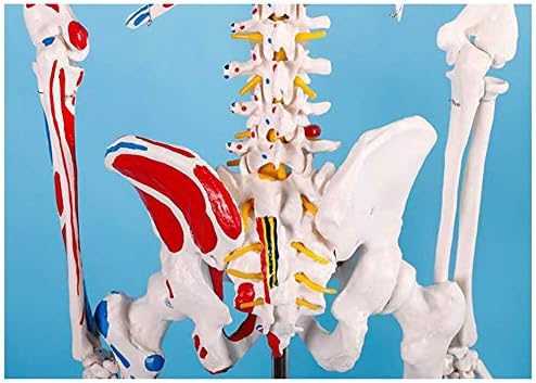 180 см човечки анатомија модел на скелети, насликани и нумерирани точки на вметнување на мускули и потекло, лумбална дискови