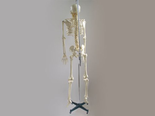 Модел на човечки Скелет-Верзија На Живот Со Цврста ' Рбетниот Столб