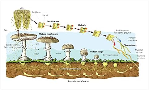 Амбезон биологија Керамички држач за четки за заби, животен циклус на печурки Тема различни фази на природа наука дизајн, декоративен разноврсен