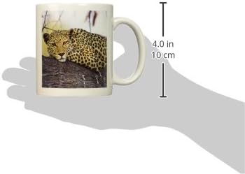 3Drose Botswana, Moremi Game Reserve, Leopard -AF05 PSO0136 - Пол Саудерс - чаши