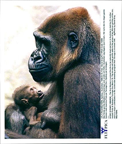 Гроздобер фотографија на djur apor gorilla