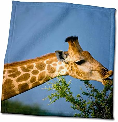 Хранење на жирафа со 3Rose, резерва на игри Мадикве, Северозападна, Јужна Африка. - крпи
