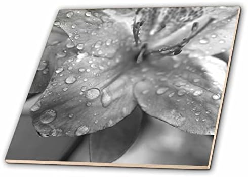 3дроза Црно-бела макро фотографија на розова азалеа покриена со капки дожд-Плочки