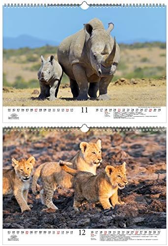 Тиерзаубер Африка Дин А3 Календар За 2021 Година Различни Животни Од Африка - Подарок Сет Содржина: 1x Календар, 1x Божиќна Честитка