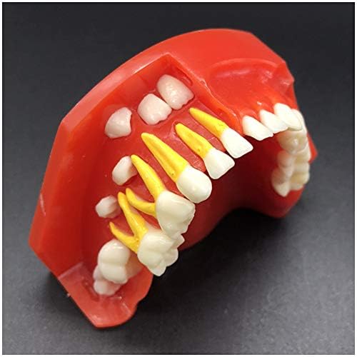 Модел на заби за деца KH66ZKY - наизменичен модел на примарни заби - 3-6 години стар орален примарен и постојан модел на алтернативен