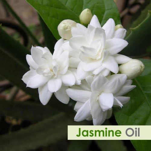 Јасмин чисто и природно неразредено есенцијално масло органско стандардно дестилирано масло за пареа за навлажнување и